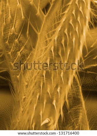 Hairs on legs of a fruit fly, Drosophila melanogaster, scanning electron microscopy