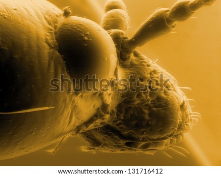 Portrait of hazel leaf-roller weevil (Apoderus coryli), scanning electron microscopy