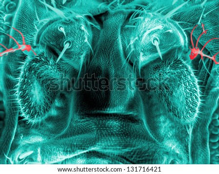 Hairs and glands of a fruit fly, Drosophila melanogaster, scanning electron microscopy