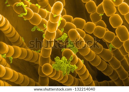 Stamen hairs and pollen grains of Tradescantia flower, scanning electron microscopy