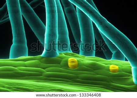 Thale cress (Arabidopsis thaliana) stem epidermis with  hairs, and stomata. Scanning electron microscopy.