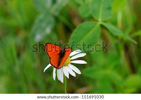 Large Copper Butterfly (Lycaena dispar) on daisy flower