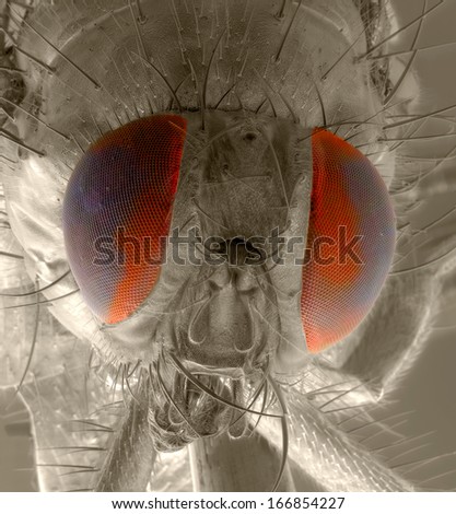 Portrait of a fly: correlative macro photography and scanning electron microscopy.