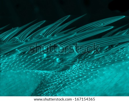 Epidermis of fly wing, scanning electron microscopy.