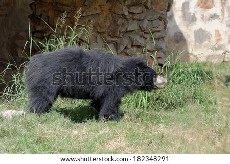The sloth bear (Melursus ursinus), also known as the Stickney bear or labiated bear, is a nocturnal insectivorous species of bears found wild within the Indian Subcontinent.