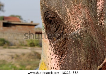 Colored Indian elephant in Elephant Village, Jaipur, Rajasthan, India