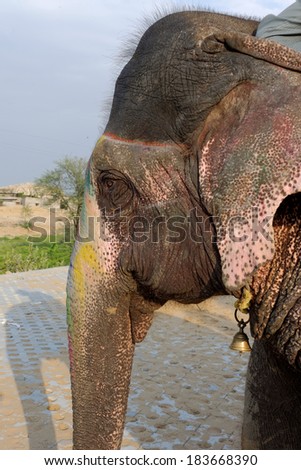 Colored Indian elephant in Elephant Village, Jaipur, Rajasthan, India