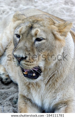 Asiatic lion (Panthera leo persica), also known as the Indian lion, is a lion subspecies that exists as a single isolated population in India\'s Gujarat State.