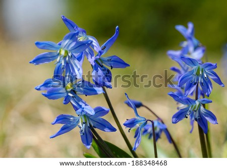 Scilla is a large genus in the Hyacinthaceae family with most species found in Europe, North Africa and western to central Africa.