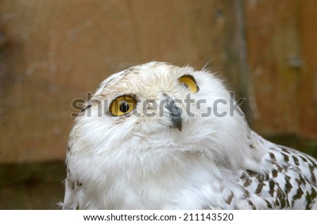 Portrait of snowy owl (Nyctea scandiaca) in zoological garden