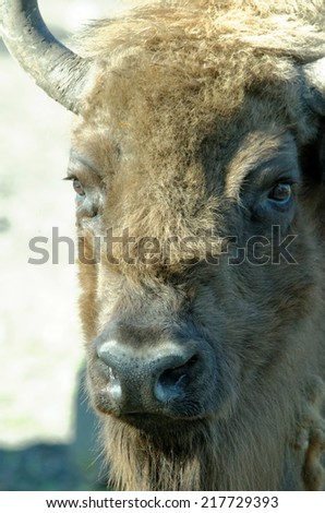 European bison (Bison bonasus), also known as wisent or the European wood bison, is a Eurasian species of bison.