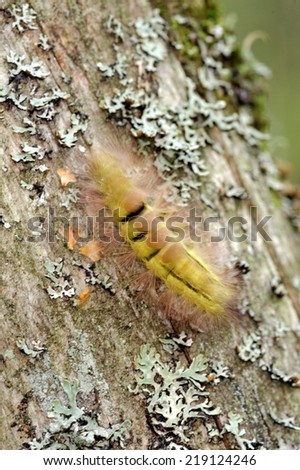 Pale Tussock (Calliteara pudibunda) is a moth of the Lymantriidae family. It is found in Europe and Anatolia.