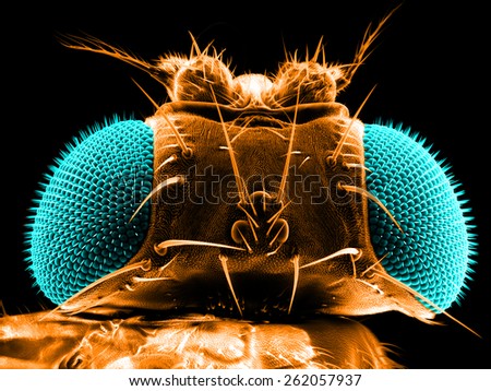 Portrait of a fruit fly, Drosophila melanogaster, scanning electron microscopy