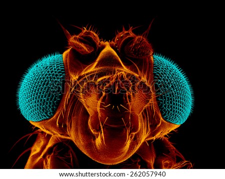 Portrait of a fruit fly, Drosophila melanogaster, scanning electron microscopy
