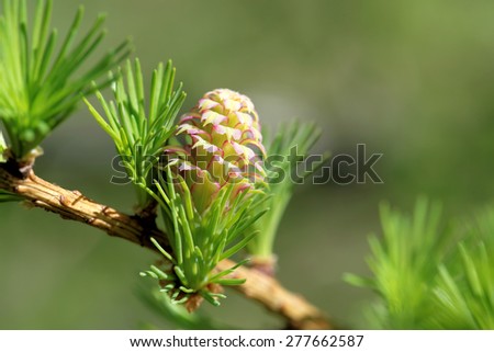 Ovulate cones (strobiles) of larch tree, spring, beginning of May