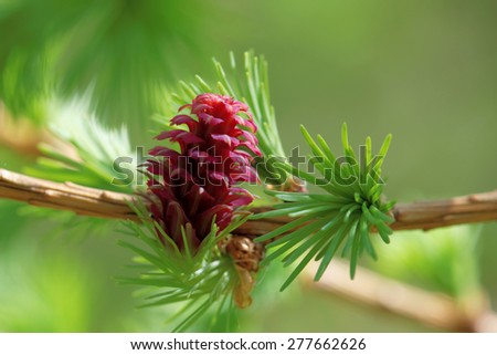 Ovulate cones (strobiles) of larch tree, spring, beginning of May