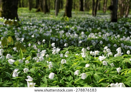 Anemone nemorosa is an early-spring flowering plant in the genus Anemone in the family Ranunculaceae, native to Europe.