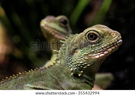 Chinese water dragon (Physignathus cocincinus) is a species of agamid lizard native to China and Indochina.