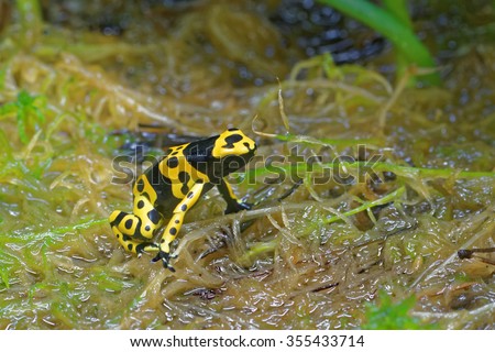 Yellow-banded poison dart frog (Dendrobates leucomelas), also known as yellow-headed poison dart frog or bumblebee poison frog, is a poisonous frog from the Dendrobatidae family.
