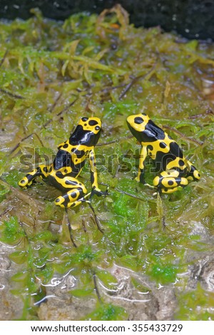 Yellow-banded poison dart frog (Dendrobates leucomelas), also known as yellow-headed poison dart frog or bumblebee poison frog, is a poisonous frog from the Dendrobatidae family.
