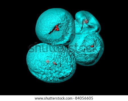 Pollen grains, fluorescent staining of DNA by Hoechst 33342 and modelling by  surface rendering software.