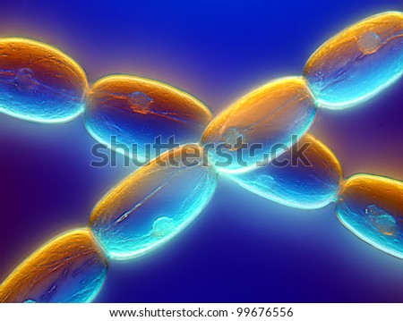 Stamen hair cells of Tradescantia flower