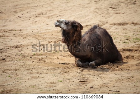 camel in the desert animal outdoor