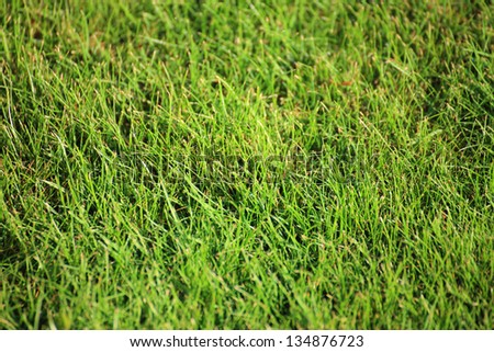 Beautiful green lawns perfectly cut for background