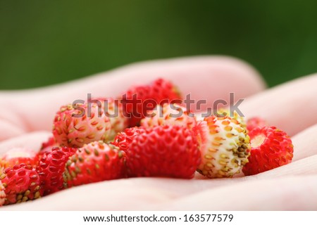 wild strawberry hand full of wild strawberries outdoor