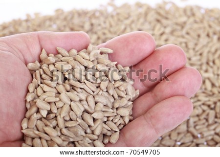 sunflower seeds in hands - nature background