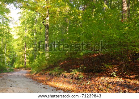 Rural autumn scenery - Fall in forest - park road