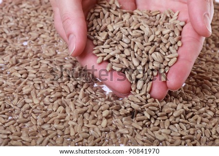 sunflower seeds in hands - nature background