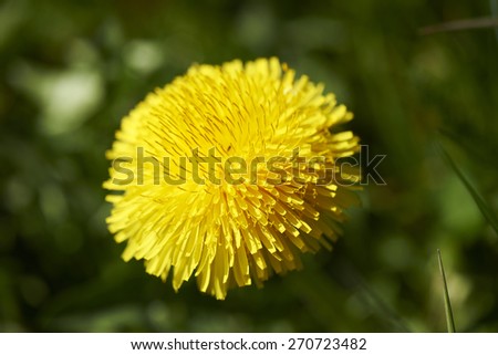Green grass with Dandelion in Macro with Low Deep Focus