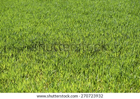 Green field with low deep focus and from above