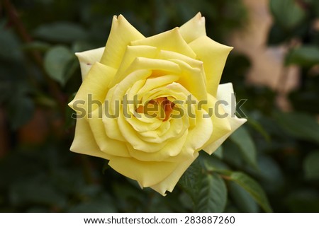 Elegant Yellow Rose in a natural green backround