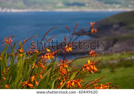 Ireland coast with plants