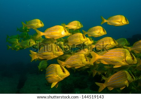 Porkfish from the reefs of the sea of cortez, Cabo pulmo national park, mexico.