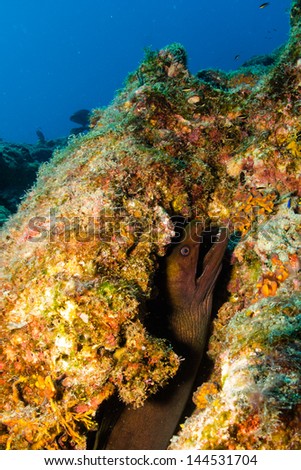Moray eel from the reefs of the sea of cortez, mexico.