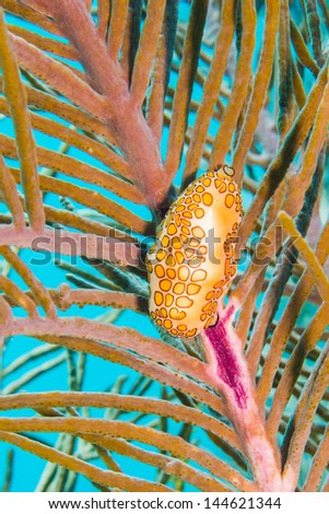 flamingo tongue snail from the reefs of the mexican caribbean.