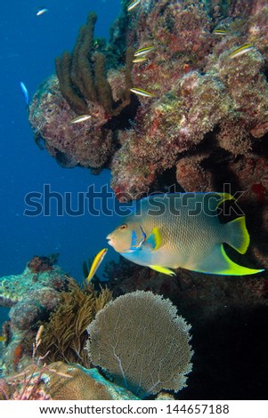 angelfish from the caribbean reefs.