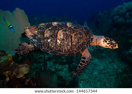 sea turtle from the caribbean sea.