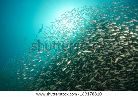school of silver fish