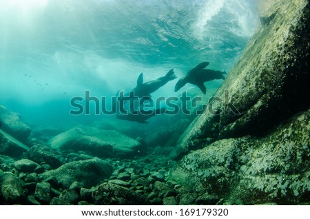 Californian sea lion (Zalophus californianus) swimming and playing in the reefs of Cabo Pulmo National Park, Cousteau once named it The world\'s aquarium. Baja California Sur,Mexico.