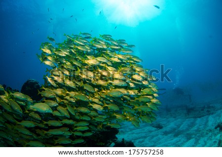 School of grunts and snapper from the coral reefs of the mesoamerican barrier. Mayan Riviera, Mexican Caribbean.
