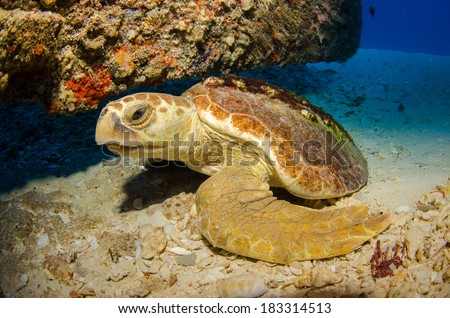 Loggerhead turtle, Caribbean sea.