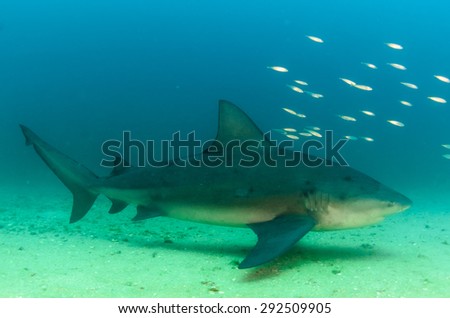Bull Shark, Cabo Pulmo. Mexico