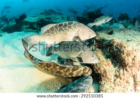 Leopard grouper (Mycteroperca rosacea), group feeding from the reefs of the Sea of Cortez, Pacific ocean. Cabo Pulmo National Park, Baja California Sur, Mexico. Cousteau named it The world\'s aquarium.