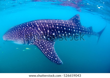 Whale Shark (rhincodon typus), the biggest fish in the ocean, a huge gentle plankton filterer giant,  swimming near the surface. La Paz Baja California sur, Mexico.