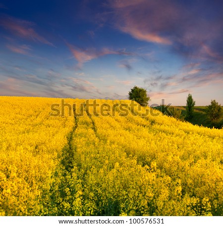 Summer Landscape with a field of yellow flowers. Sunset