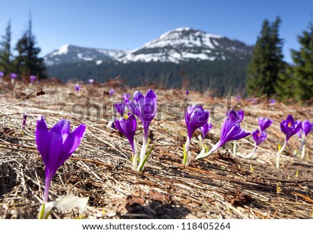 Field of blooming crocuses in the mountains at spring
